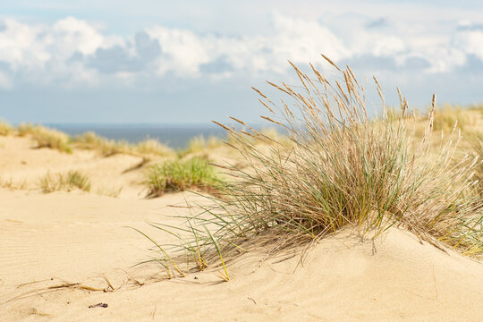 Beautiful calm blue sea with waves and sandy beach with reeds and dry grass among the dunes, travel in summer and holidays concept, sea landscape