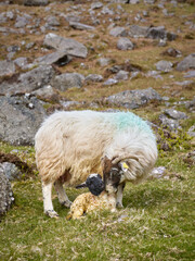Obraz premium vertical photo of a horny sheep licking her breeding, newly born