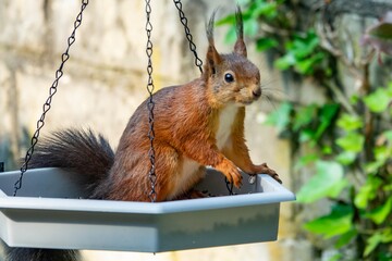 Eichhörnchen © ulikloes