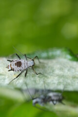 Parasites on the stem of a Mediterranean plant leaf.Gray aphids attack plants and suck their sap. Italy. 