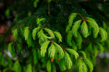 Young Christmas tree in spring with green needles and fresh cones.