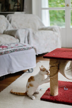 Troublemaker cat in action