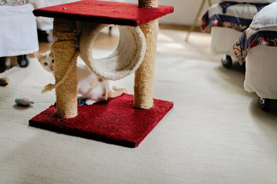 Cat having fun with scratcher