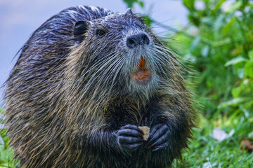 Nutria