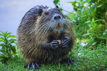 Nutria