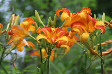 Buds and flowers of the daylily Frans Hals.