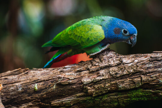 Colorful Parrot in Tropical Forest