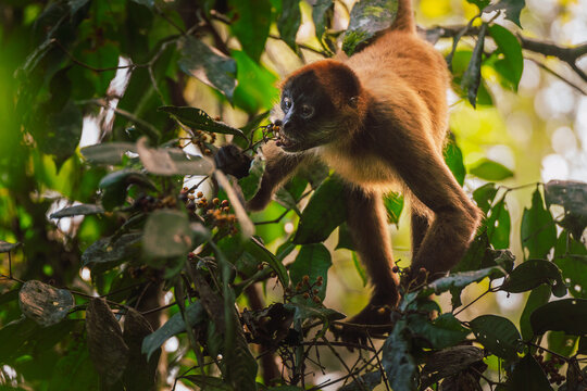 Spider Monkey in Tree Branch