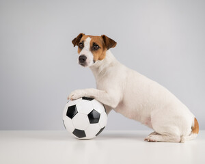 Jack russell terrier dog with soccer ball on white background