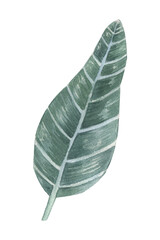 
Natural leaves exotic watercolor, green tropical leaves, fern, dense jungle, hand painted botanical summer illustration