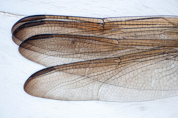 Dragonfly Wings