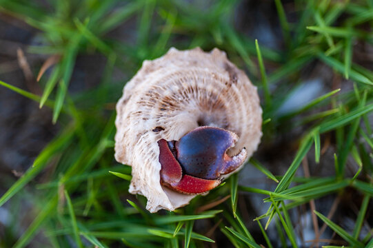 Hermit Crab