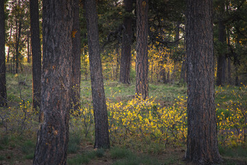 Obraz premium The morning sun is rising and shining through the trees in the forest. The glowing yellow shine lights the forest floor and the new growth in this northern Arizona lush forest