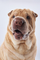 Shar Pei on white background. The dog smiles, funny face