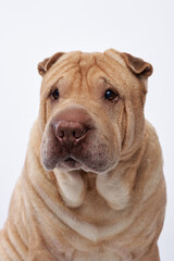 Shar Pei on white background. Close-up portrait of a dog