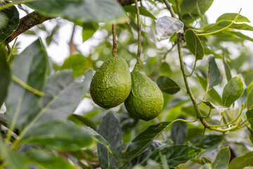 two avocados hanging from the tree before being harvested