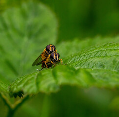 river hover fly mating