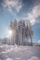 Fairy-tale wilderness covered in snow. A piece of forest shows its greatness and the sun shines...