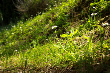 Obraz premium grass in the forest