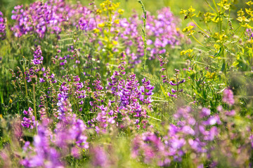 Purple looming wild peas on a sunny field