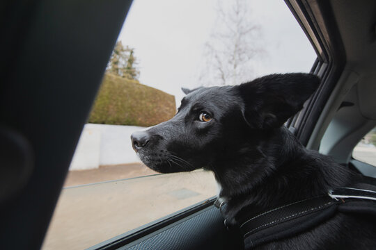 dog in the car with wind from open window, looking at camera portrait