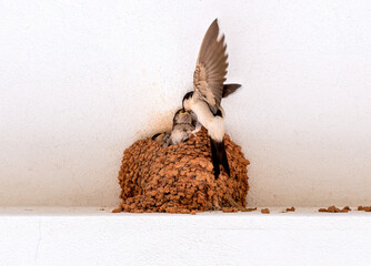 House martin, Swallow of the eaves, of the species Delichon urbicum, adult feeding its small...