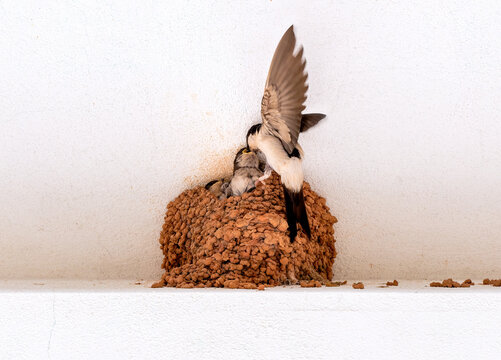 House martin, Swallow of the eaves, of the species Delichon urbicum, adult feeding its small children in the nest