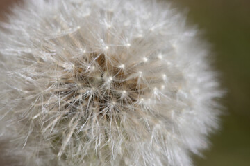 Dandelions are weeds that look soft and fluffy covered with their seeds. Macro images of these plants show the fine white growth that fills childhoods with fun as they blow on them