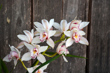 Pink and white Cymbidium , commonly known as boat orchid