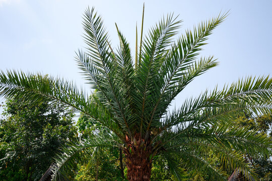 Silver date palm tree with thick brown trunk .