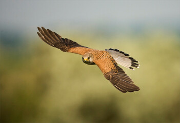 Torenvalk, Common Kestrel, Falco tinnunculus
