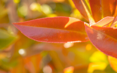 an up close image of red leaves attached to an outdoor plant drenched in both sun and shade makes this colorful foliage a stunning bit of nature