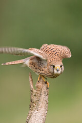 Torenvalk, Common Kestrel, Falco tinnunculus