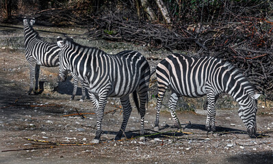 Fototapeta na wymiar Grant`s zebras in their enclosure. Latin name - Equus quagga boehmi