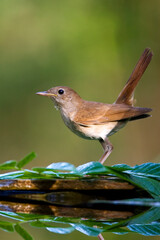 Nachtegaal, Common Nightingale, Luscinia megarhynchos