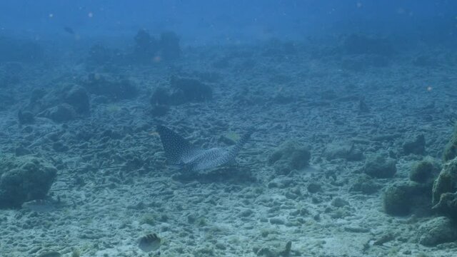 Eagle Ray in shallow water of coral reef of Caribbean Sea, Curacao