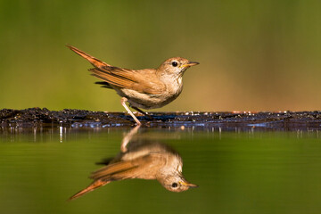 Nachtegaal, Common Nightingale, Luscinia megarhynchos