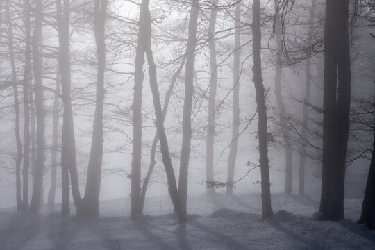 trees in the fog