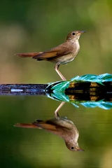 Fotobehang Nachtegaal, Common Nightingale, Luscinia megarhynchos © AGAMI