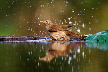 Nachtegaal, Common Nightingale, Luscinia megarhynchos
