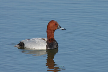 Tafeleend, Common Pochard, Aythya ferina