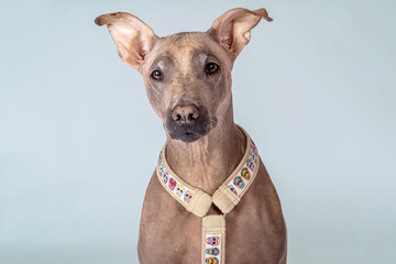 Closeup portrait of cute pale unusual dog with melancholy clever look, wearing harness for walk. Hairless velvet dog, American Hairless Terrier mix breed. Light blue background, great copy space.