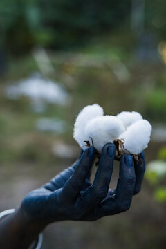 White fluffy cotton on blue hand