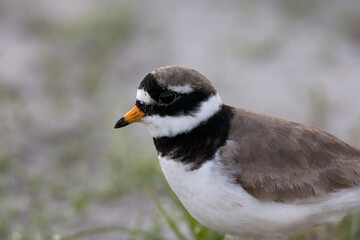 Common Ringed Plover, Bontbekplevier, Charadrius hiaticula