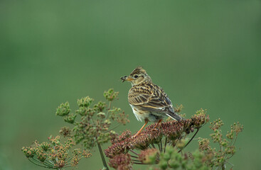 Eurasian Skylark, Veldleeuwerik, Alauda arvensis