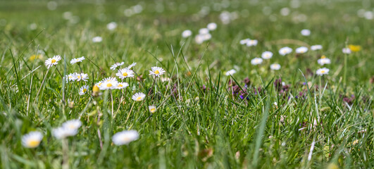 Common daisies on a green grass lawn © Stefan