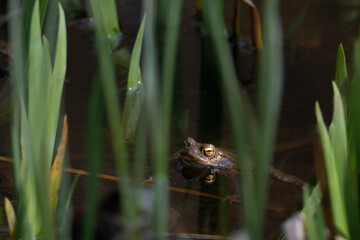 Frosch 4