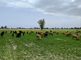 Naklejka na ściany i meble Goat sheep cow buffalo grass field