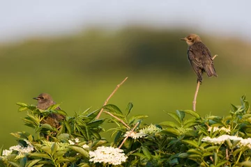Fotobehang Common Starling, Spreeuw, Sturnus vulgaris © AGAMI