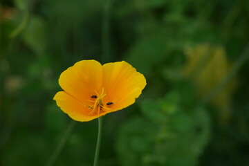 chinesischer Mohn